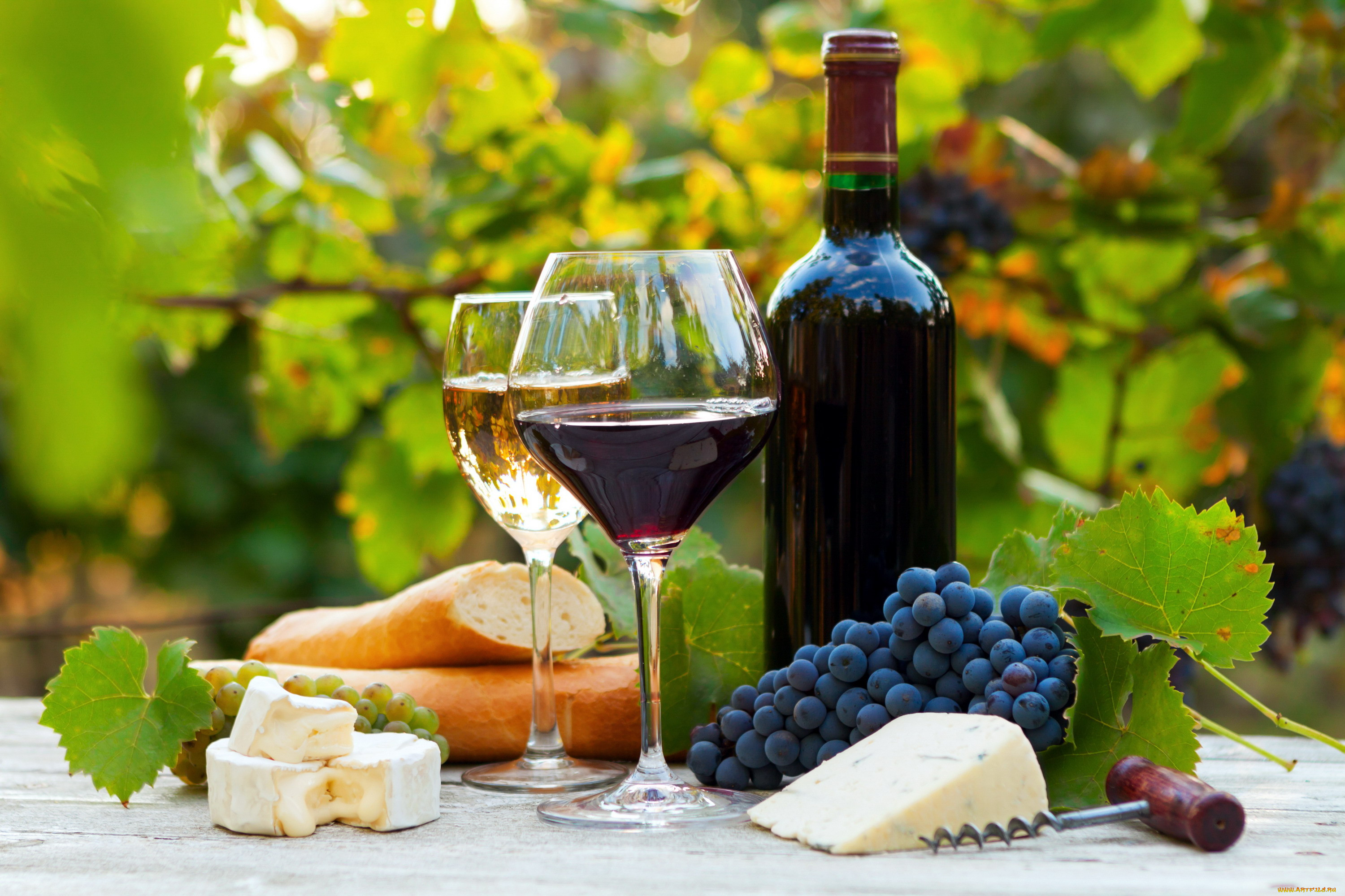 Виноград вино 7 букв. Шато Пино виноградники. Шато Пино винодельня. Вино и сыр. Виноградники вино.